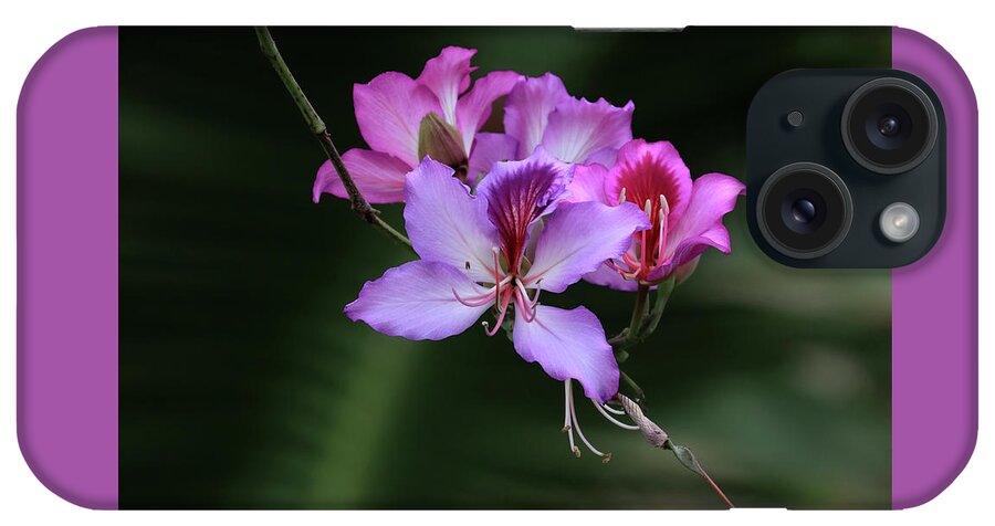 Orchid iPhone Case featuring the photograph Orchid Tree Blossoms by Shane Bechler