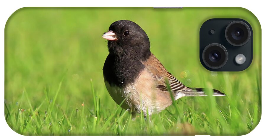 Dark-eyed Junco iPhone Case featuring the photograph Oregon Dark-eyed Junco by Shixing Wen