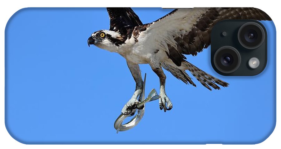 Osprey iPhone Case featuring the photograph Osprey and Needle Fish 1 by Mingming Jiang