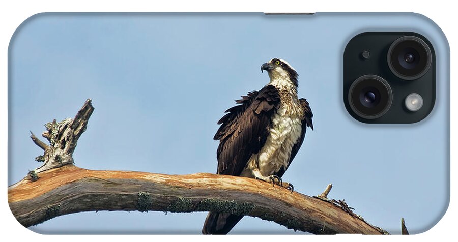 Osprey iPhone Case featuring the photograph Osprey Perched Above White Oak River in the Croatan by Bob Decker