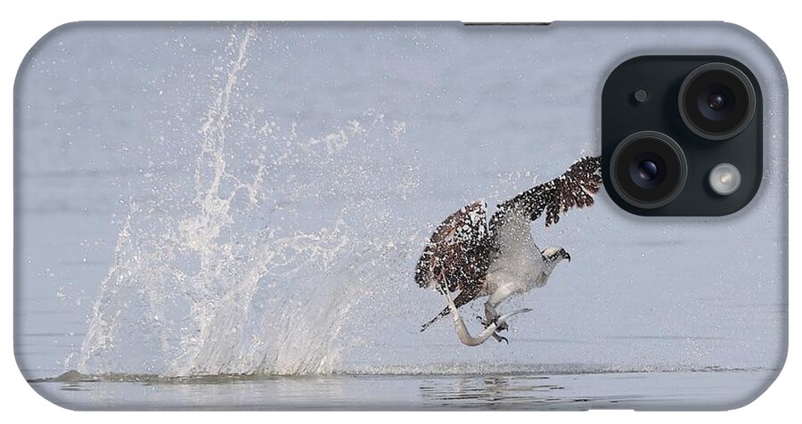 Osprey iPhone Case featuring the photograph Osprey with a Needle Fish by Mingming Jiang