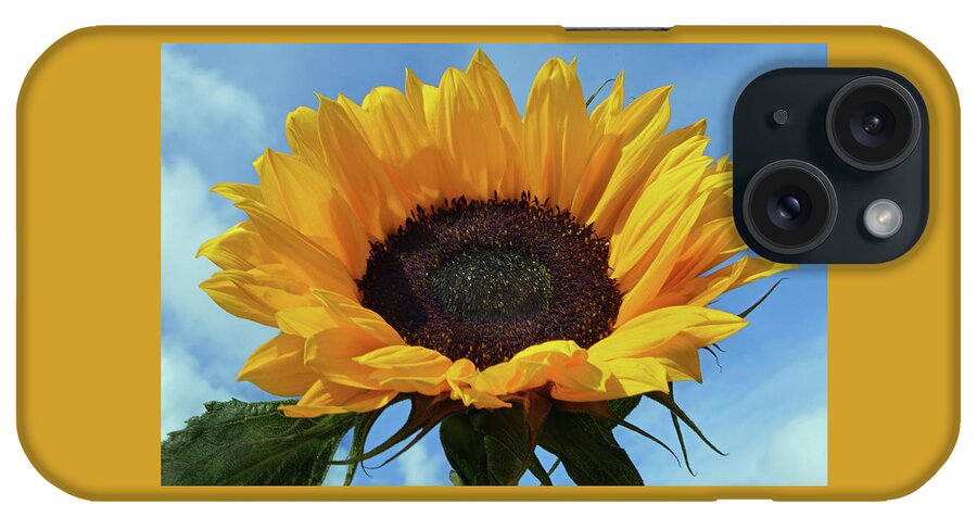 Sunflower iPhone Case featuring the photograph Out In The Sunshine. by Terence Davis