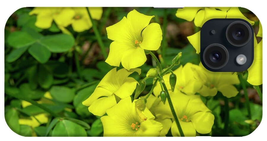 Oxalis iPhone Case featuring the photograph Oxalis, 2 by Glenn Franco Simmons
