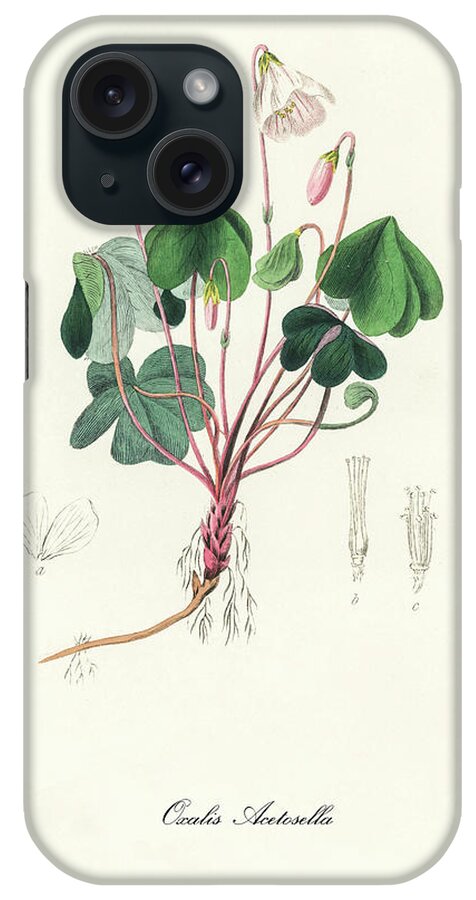Oxalis Acetosella iPhone Case featuring the digital art Oxalis Acetosella - Wood Sorrel - Medical Botany - Vintage Botanical Illustration - Plants and Herbs by Studio Grafiikka