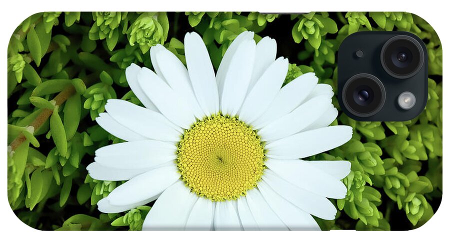 Deepcut Gardens iPhone Case featuring the photograph Oxeye Daisy Surrounded by Gary Slawsky