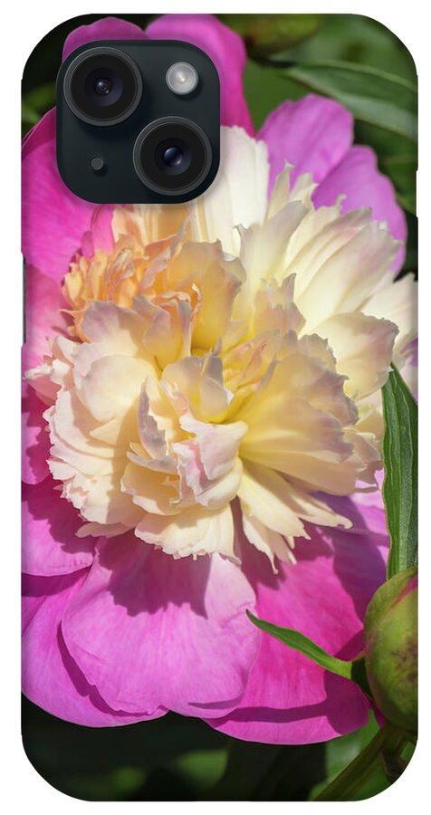 Flower iPhone Case featuring the photograph Paeonia Bowl of Beauty by Dawn Cavalieri