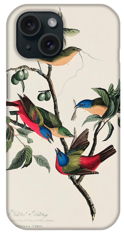 Finch iPhone Case featuring the painting Painted Finch. John James Audubon by World Art Collective