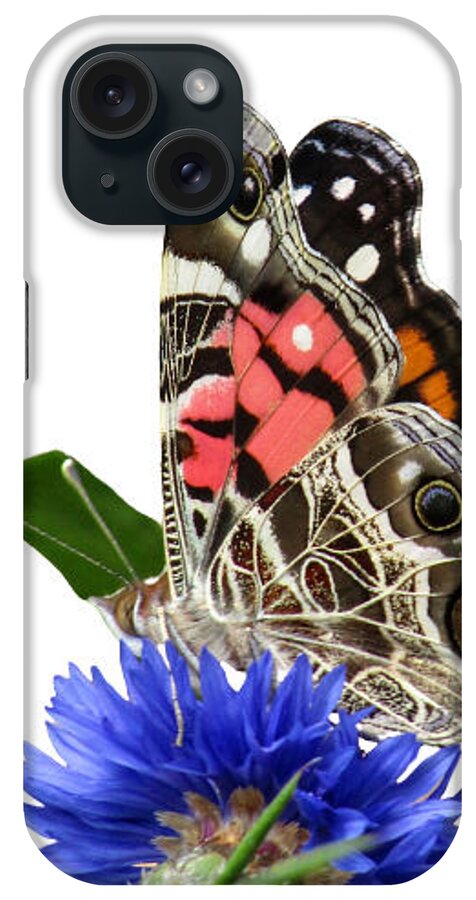 Butterfly iPhone Case featuring the photograph Painted Lady 1 by Kim Galluzzo