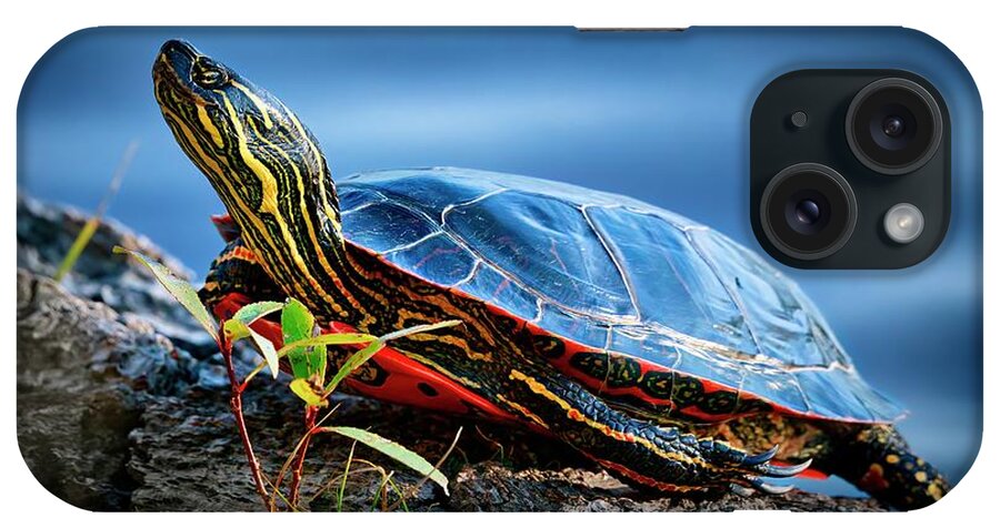 Turtle iPhone Case featuring the photograph Painted Turtle by Thomas Nay