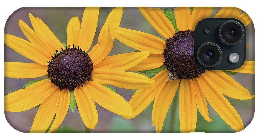 Flowers iPhone Case featuring the photograph Pair of sunflowers by Bob Falcone