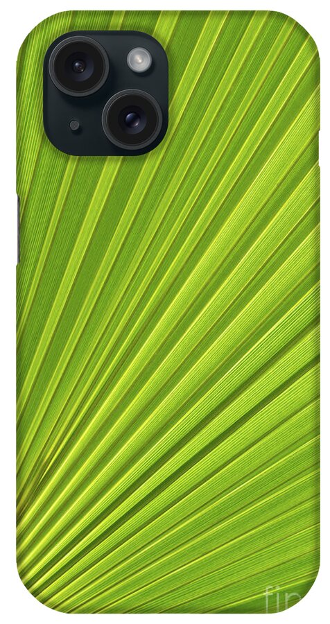 Palm Leaf iPhone Case featuring the photograph Palm leaf and Mediterranean sunlight 1 by Adriana Mueller
