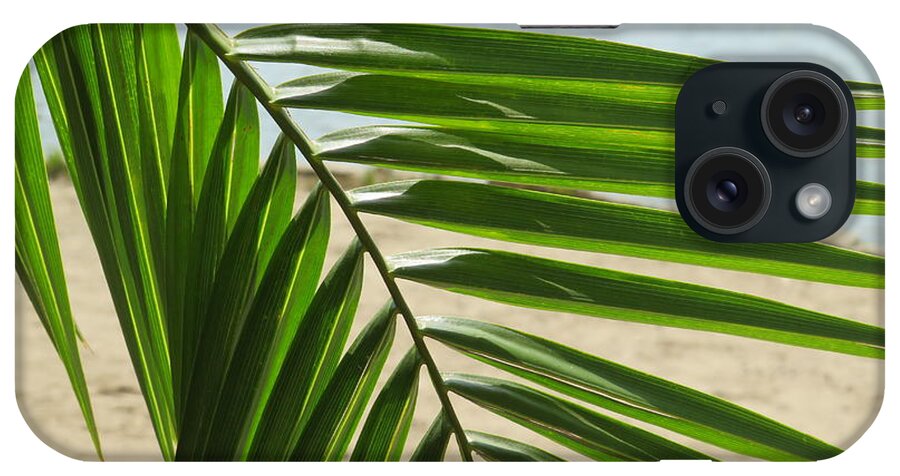 Palm iPhone Case featuring the photograph Palm Tree Frond by Raymond Fernandez
