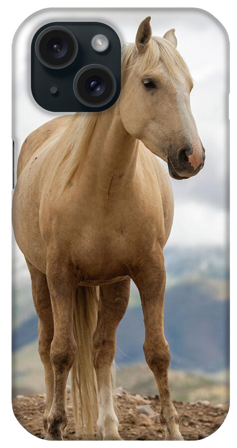 Horses iPhone Case featuring the photograph Palomino by Mary Hone