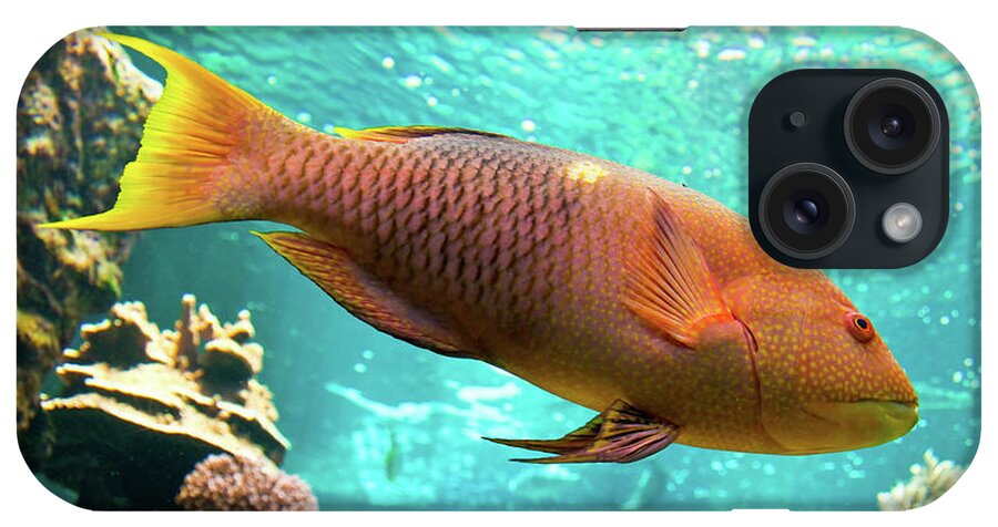 Parrotfish iPhone Case featuring the photograph Parrotfish by Delphimages Photo Creations
