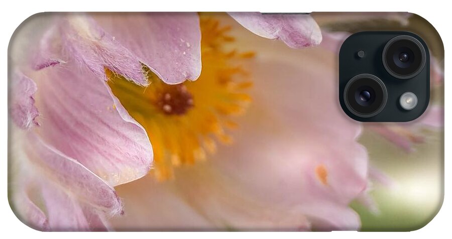 Spring iPhone Case featuring the photograph Pasque Flower in the Wind by Susan Rydberg