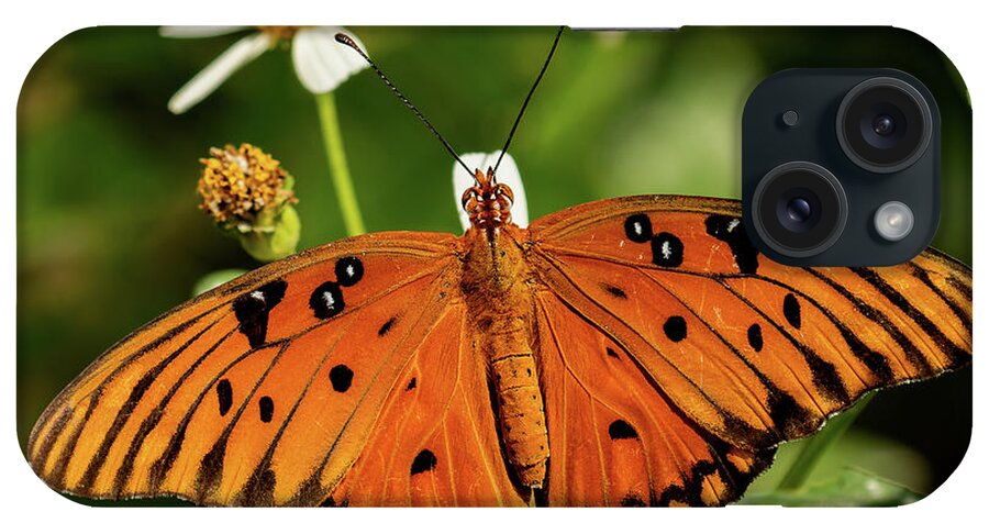 Gulf Fritillary iPhone Case featuring the photograph Passion Butterfly warms in the sun by RD Allen