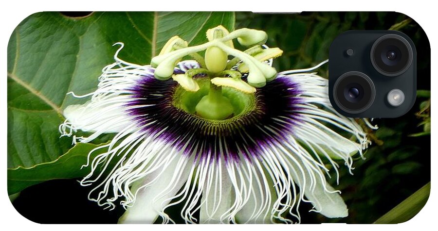 Flower iPhone Case featuring the photograph Passion Flower by Lori Seaman