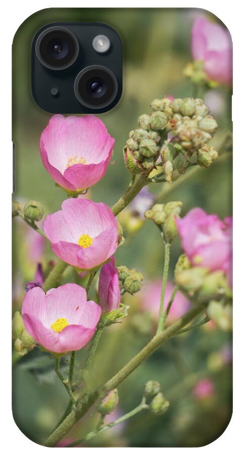 Wildflowers iPhone Case featuring the photograph Pastel Pink Globemallow by Saija Lehtonen