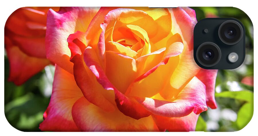 Apricot iPhone Case featuring the photograph Peaceful Rose by Dawn Richards
