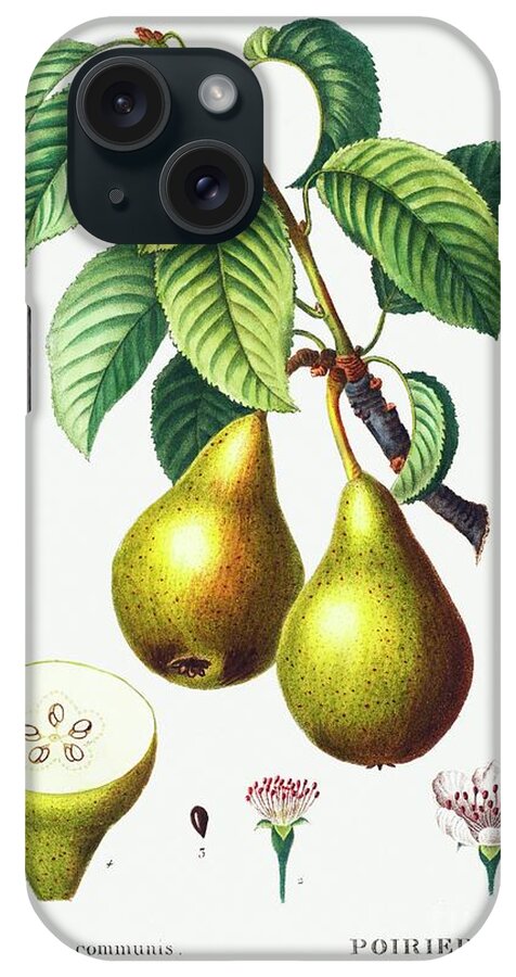  iPhone Case featuring the painting Pears with leaves Poirier commun from Traite des Arbres et Arbustes que lon cultive en France en by Shop Ability
