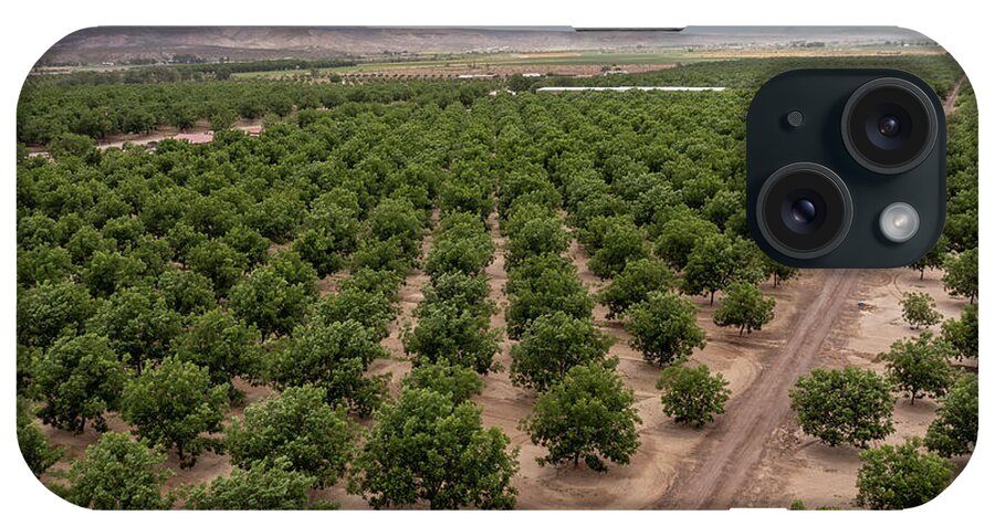Pecan iPhone Case featuring the photograph Pecan Orchard by Jim West