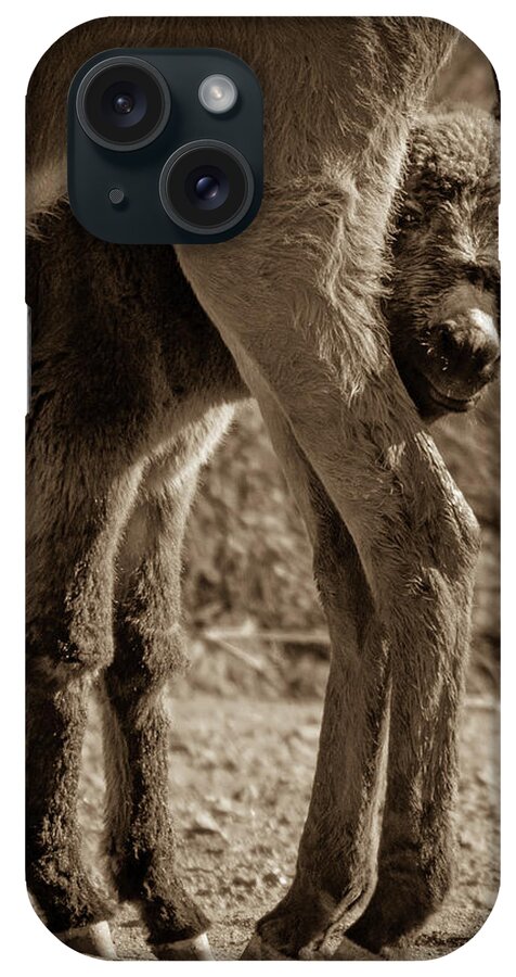 Wild Burros iPhone Case featuring the photograph Peeking Around Mom by Mary Hone