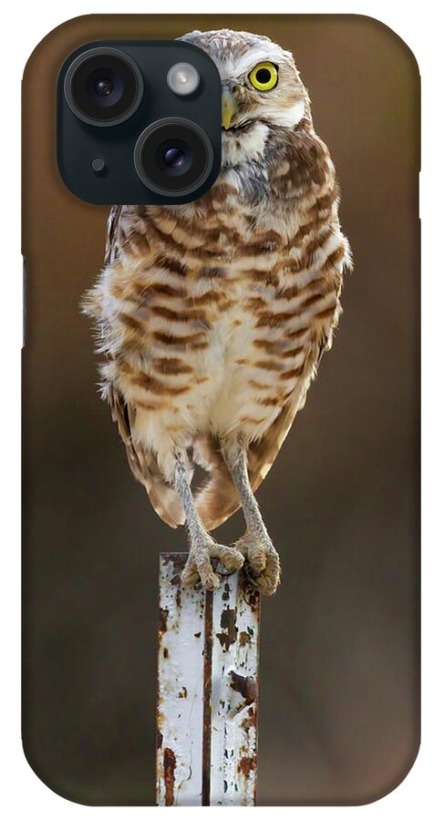 “burrowing Owls” iPhone Case featuring the photograph Perch II by James Marvin Phelps