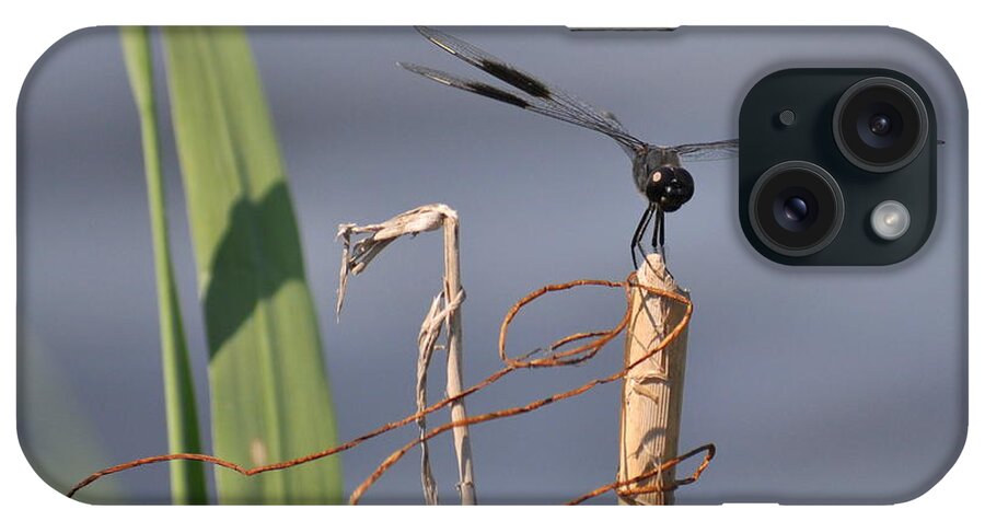 Black iPhone Case featuring the photograph Perched by Stacy Abbott