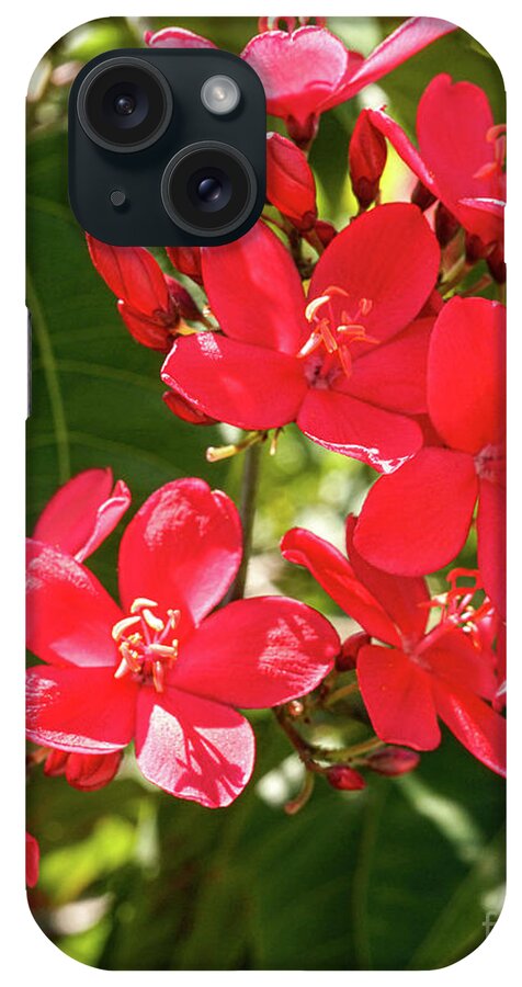 Pretty iPhone Case featuring the photograph Peregrina Profusion by John Clark