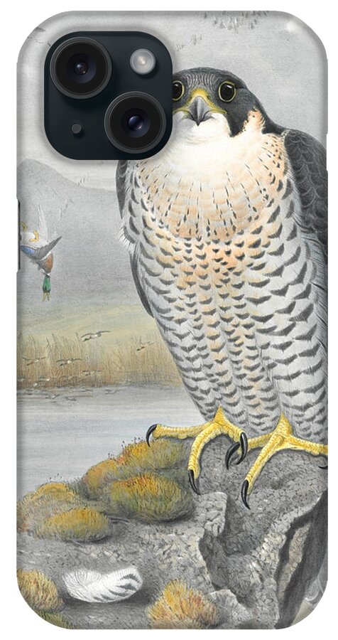 Peregrine Falcon iPhone Case featuring the drawing Peregrine Falcon. John Gould by World Art Collective