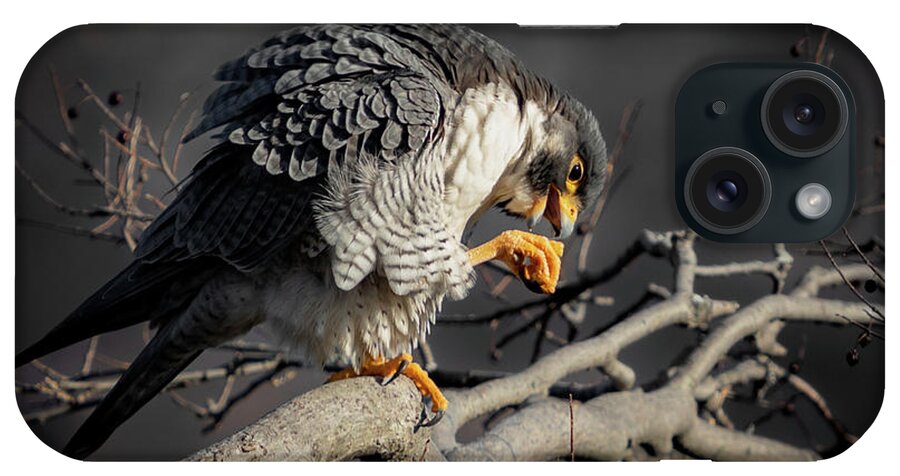 Falcon iPhone Case featuring the photograph Peregrine Falcon on a Favorite Perch by Alyssa Tumale