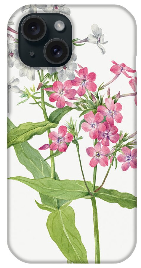 Perennial Phlox iPhone Case featuring the painting Perennial Phlox Flowers. By Mary Vaux Walcott. by World Art Collective