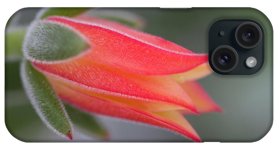 Orange iPhone Case featuring the photograph Perfectly Orange Fuzzy Succulent Blossom by Kathy Clark