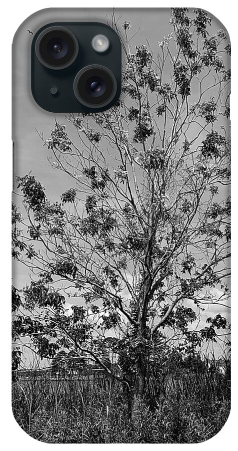 Tree iPhone Case featuring the photograph Personality Disorder BW by Lee Darnell