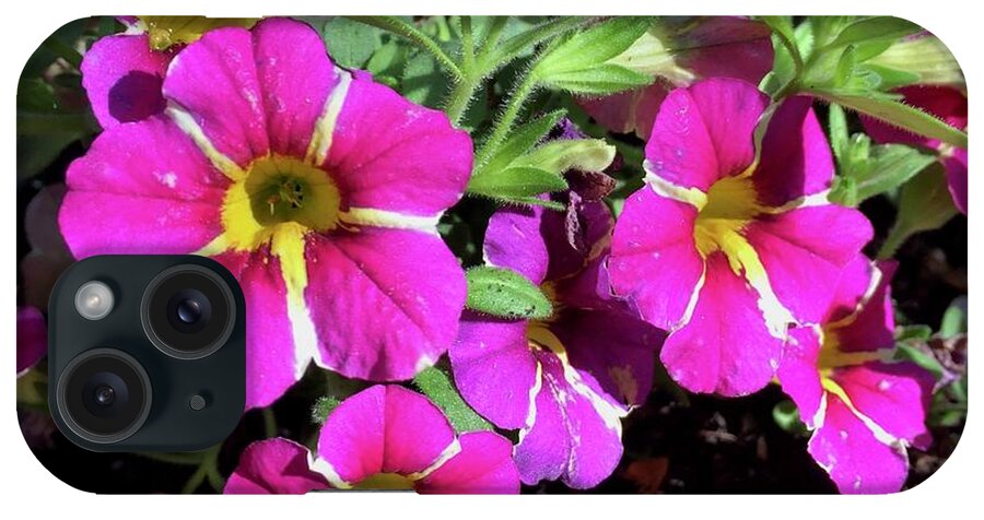 Pink iPhone Case featuring the photograph Petunia by Albert Massimi