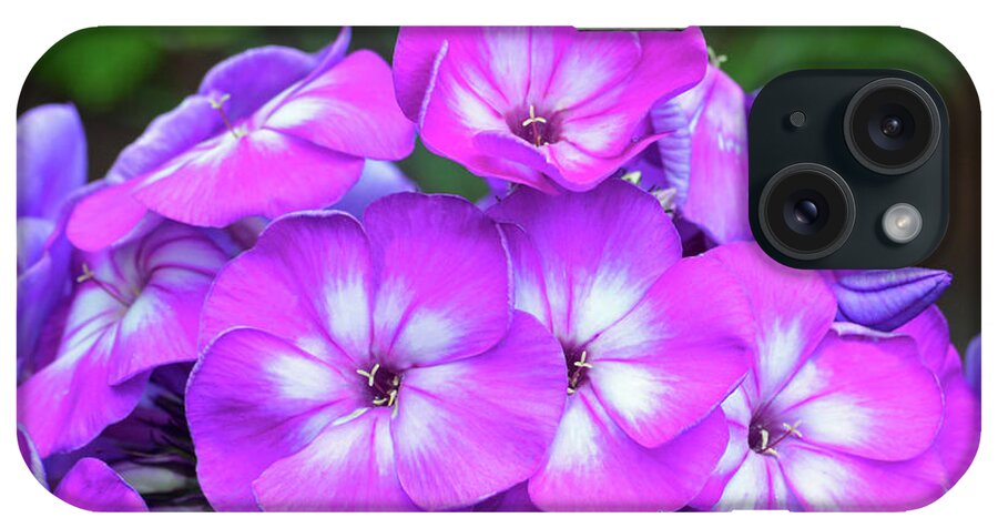 Phlox iPhone Case featuring the photograph Phlox by Terence Davis