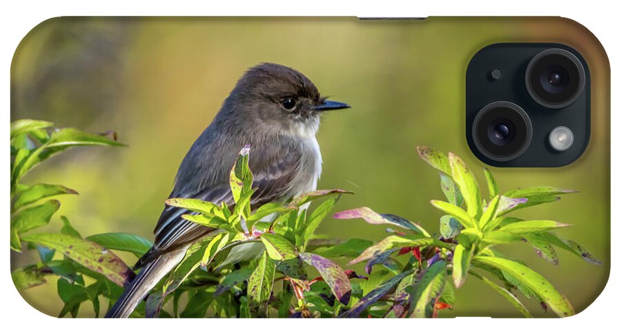 Phoebe iPhone Case featuring the photograph Phoebe and Croton by Tom Claud