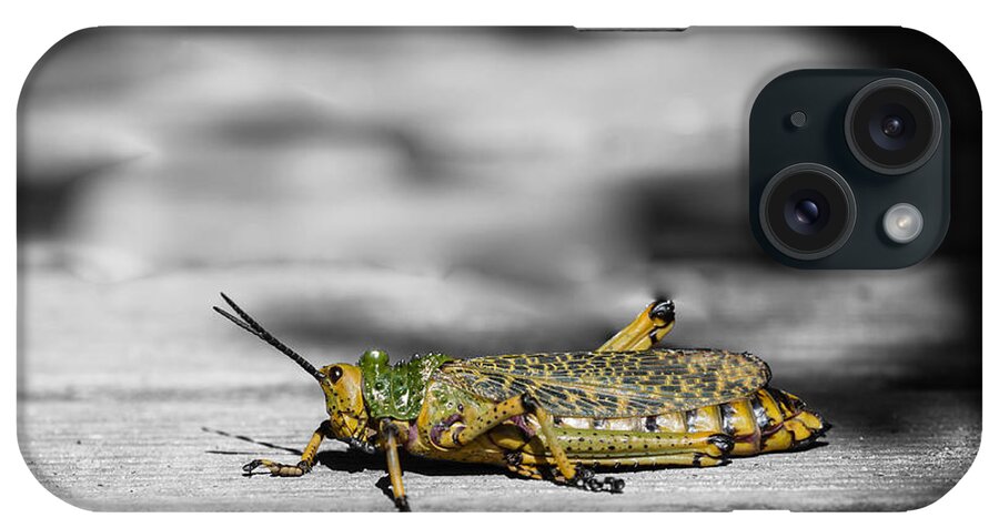 Grasshopper iPhone Case featuring the photograph Phymateus Leprosus by Eva Lechner