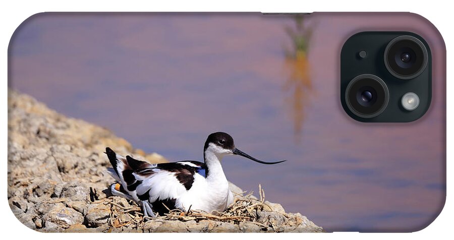 Avocet iPhone Case featuring the photograph Pied avocet . by Frederic Bourrigaud