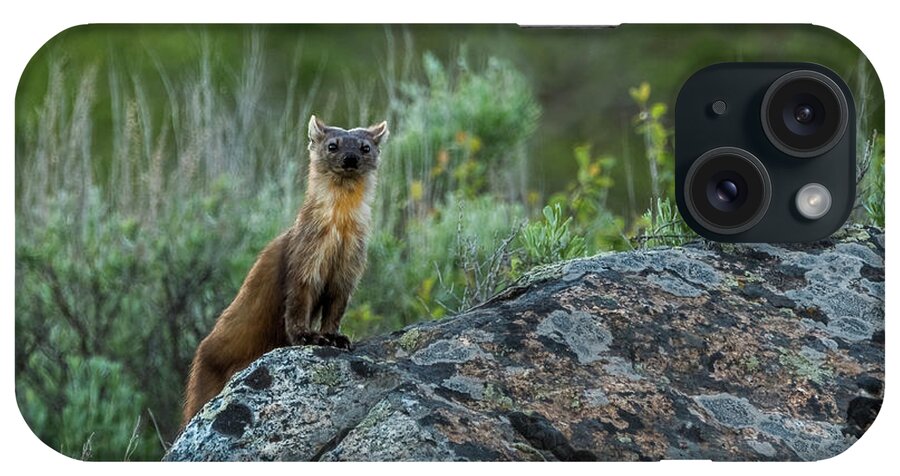 Pine Marten iPhone Case featuring the photograph Pine Marten With Attitude by Yeates Photography
