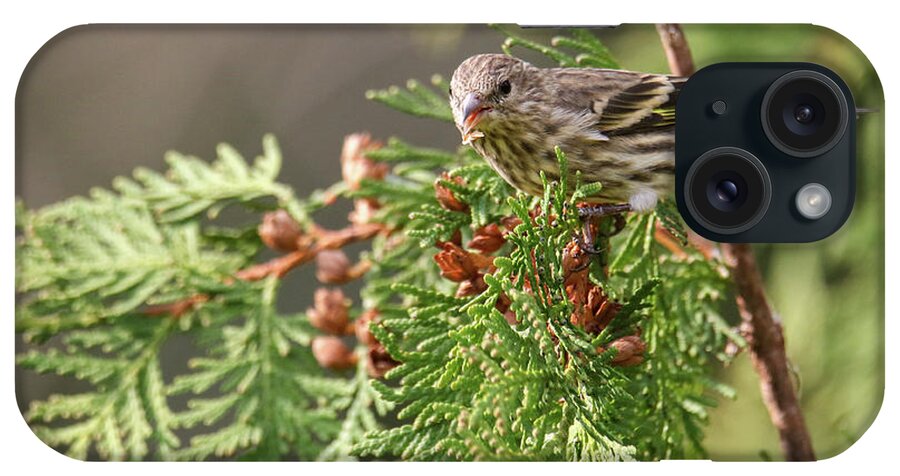 Autumn iPhone Case featuring the photograph Pine Siskin by Brook Burling