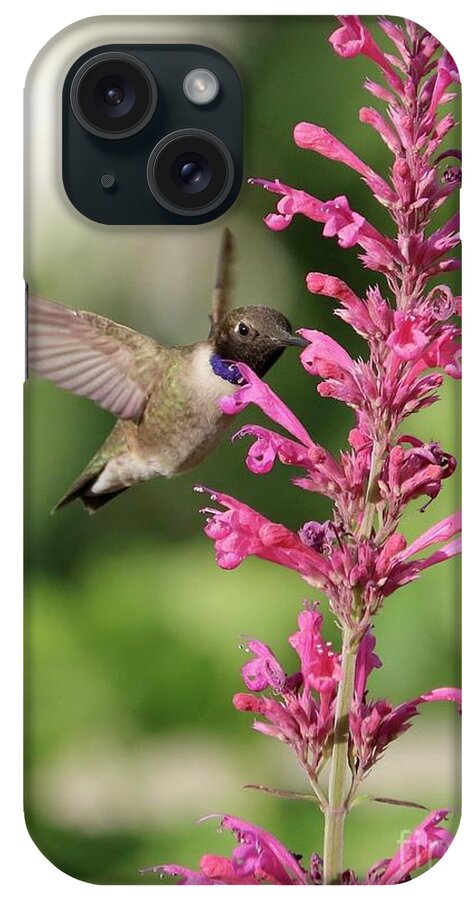 Hummingbird iPhone Case featuring the photograph Pink Agastache Hummingbird by Carol Groenen