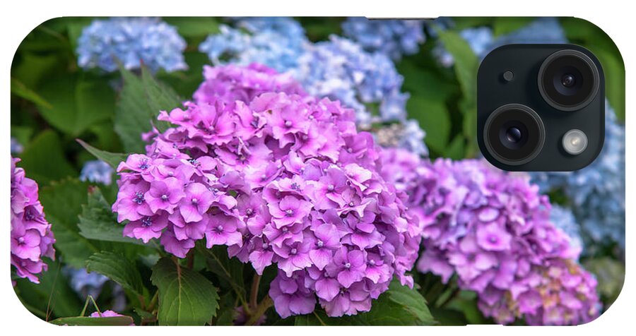 Jenny Rainbow Fine Art Photography iPhone Case featuring the photograph Pink and Blue French Hydrangea Blooms by Jenny Rainbow