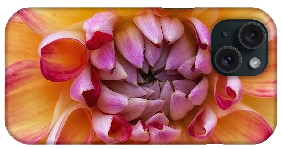 Dahlia iPhone Case featuring the photograph Pink and Orange Dahlia by Steph Gabler