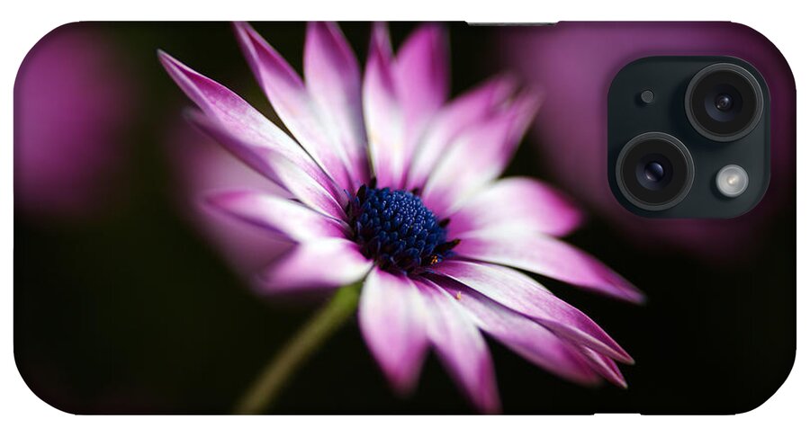 Cape Daisy Flower Art iPhone Case featuring the photograph Pink And White Daisy by Joy Watson