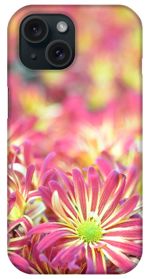 Daisy iPhone Case featuring the photograph Pink and Yellow Daisies 1 by Amy Fose