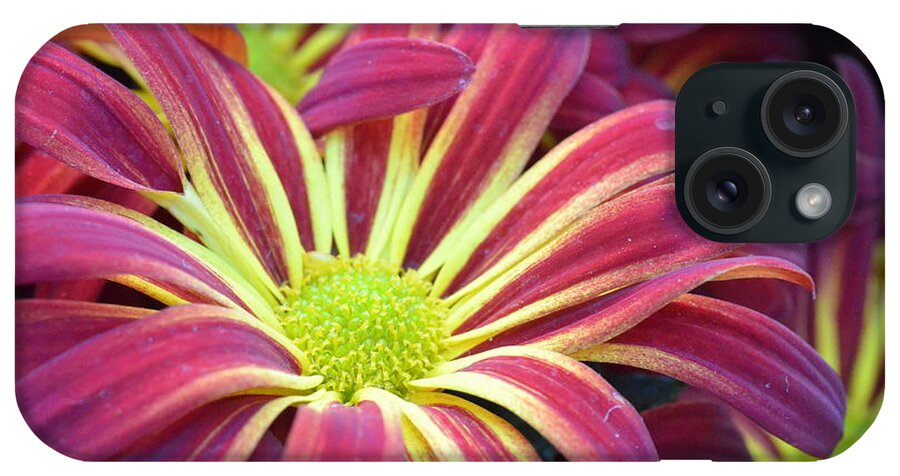 Daisy iPhone Case featuring the photograph Pink and Yellow Daisy 1 by Amy Fose