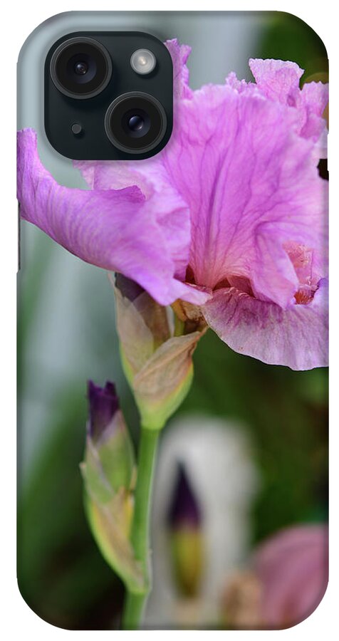 Pink Bearded Iris iPhone Case featuring the photograph Pink Bearded Iris by Cynthia Westbrook