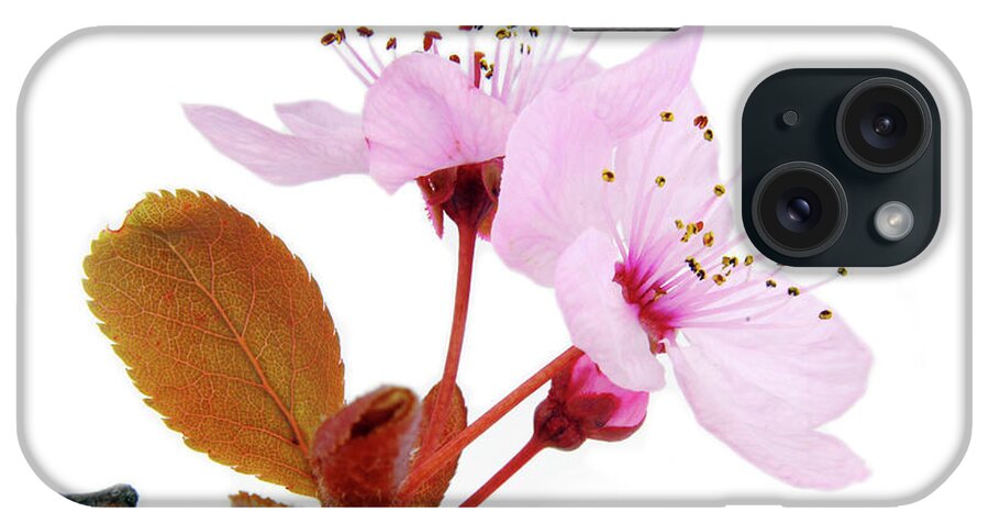 Cherry iPhone Case featuring the photograph Pink Blossom On Twig Isolated On White by Severija Kirilovaite