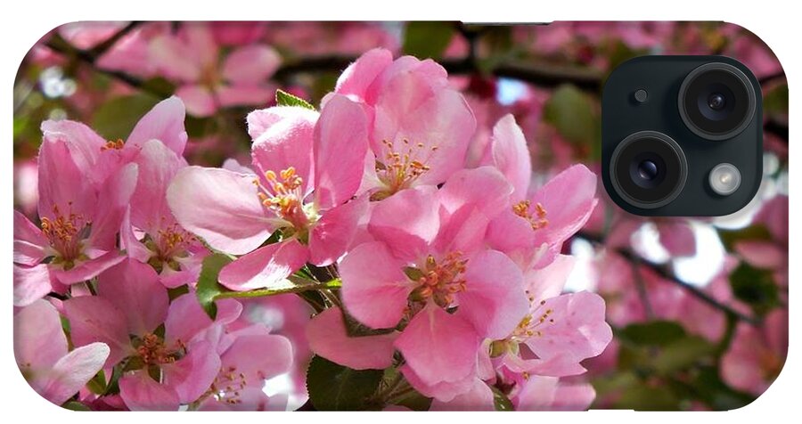 Cherry Blossoms iPhone Case featuring the photograph Pink Blossoms by Amanda R Wright